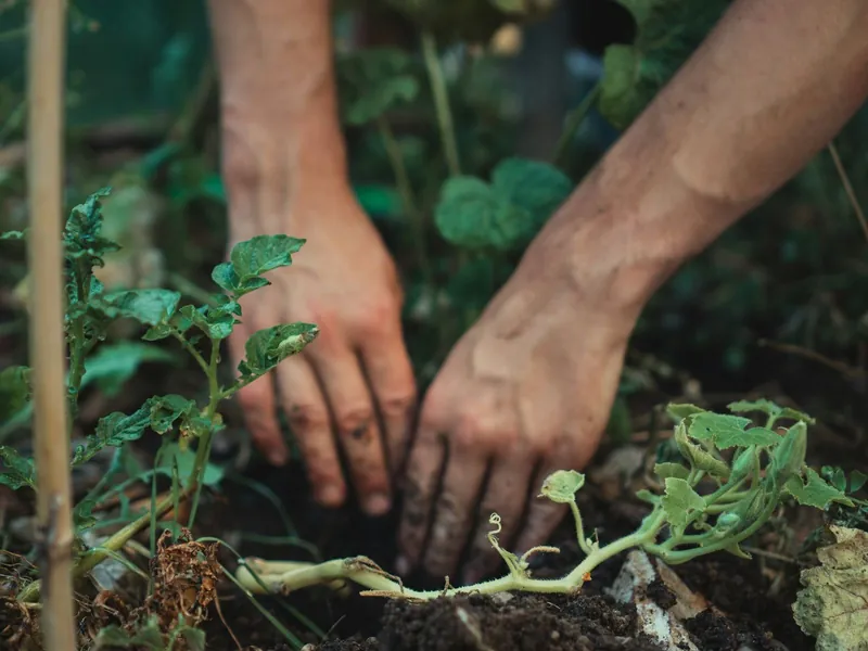Des mains qui plantent un semis dans la terre