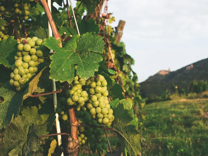 Des grappes de raisin mûr dans une vigne